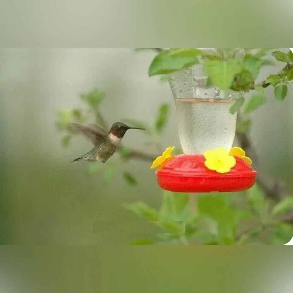 Hummingbird Necter Feeder Hanging Patio Tree Balcony Lanai Garden Plastic Birds